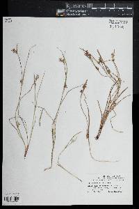 Scleria reticularis image