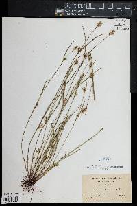 Scleria reticularis image