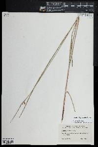 Scleria triglomerata image