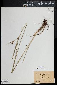 Scleria triglomerata image