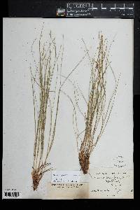 Trichophorum planifolium image