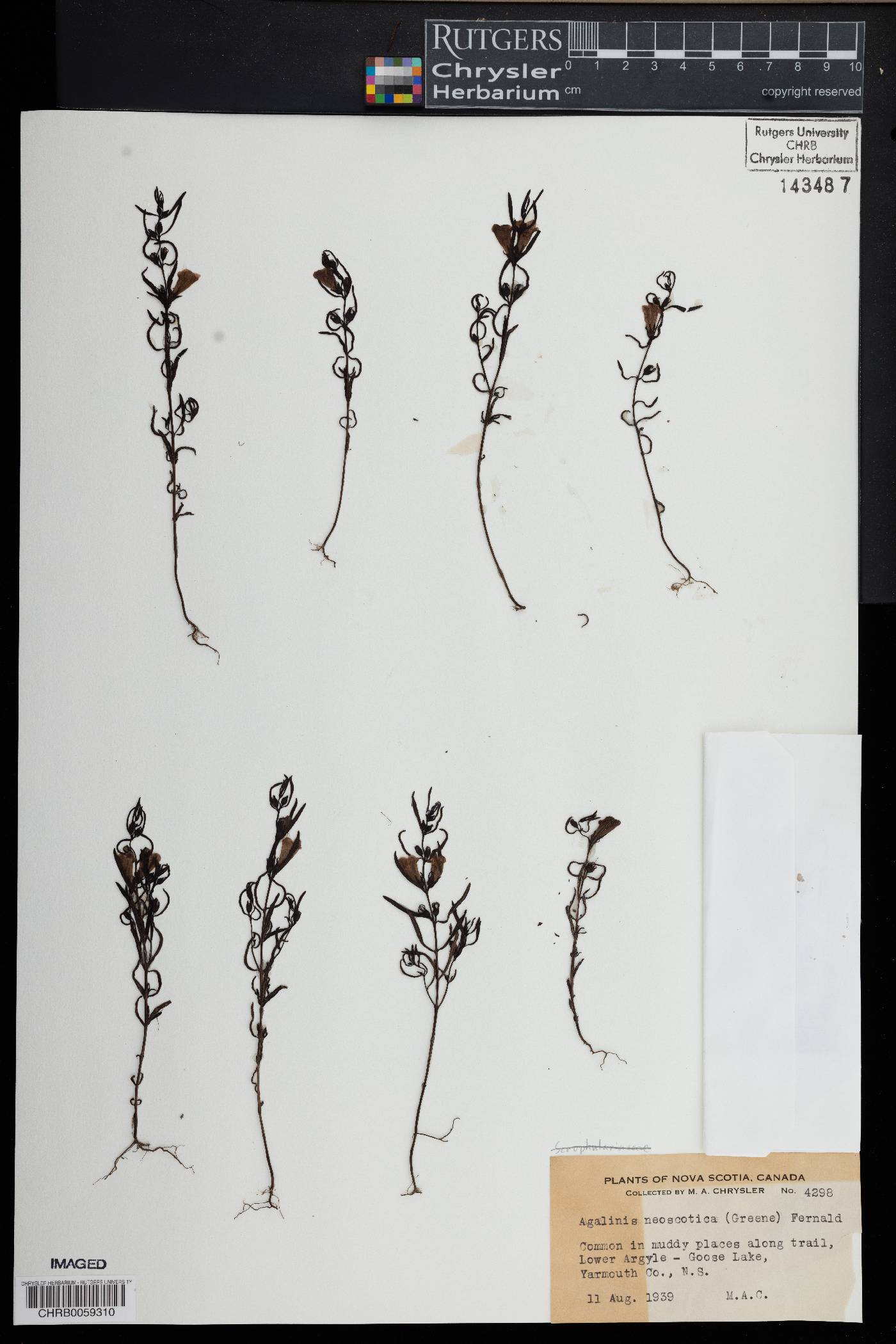 Agalinis neoscotica image