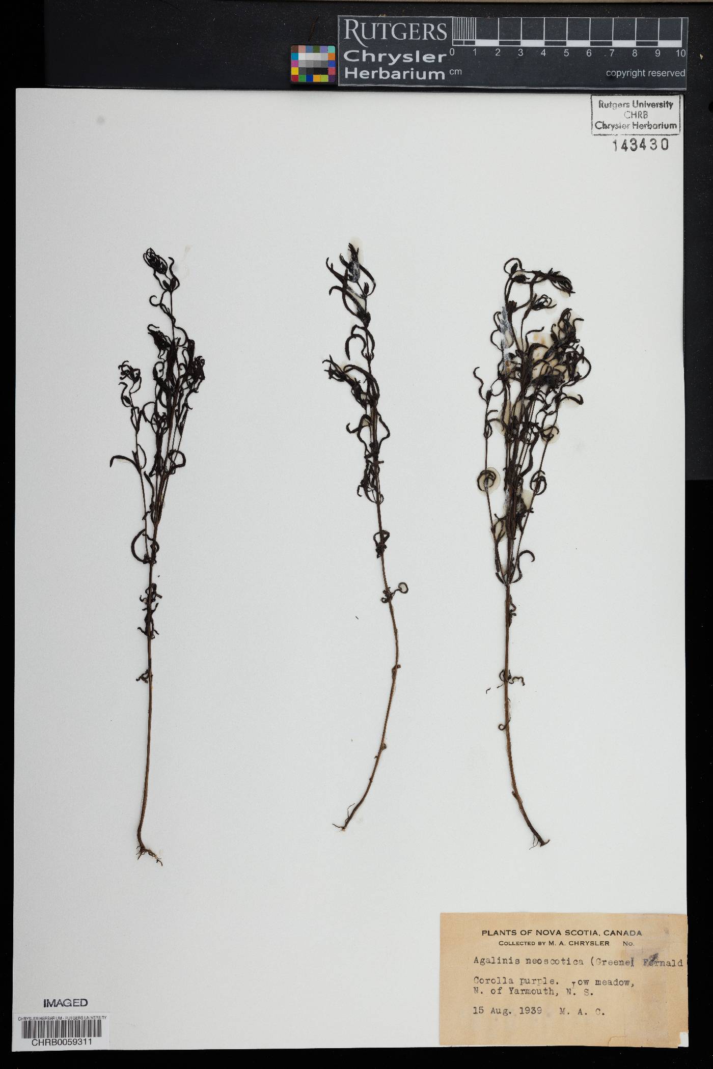 Agalinis neoscotica image
