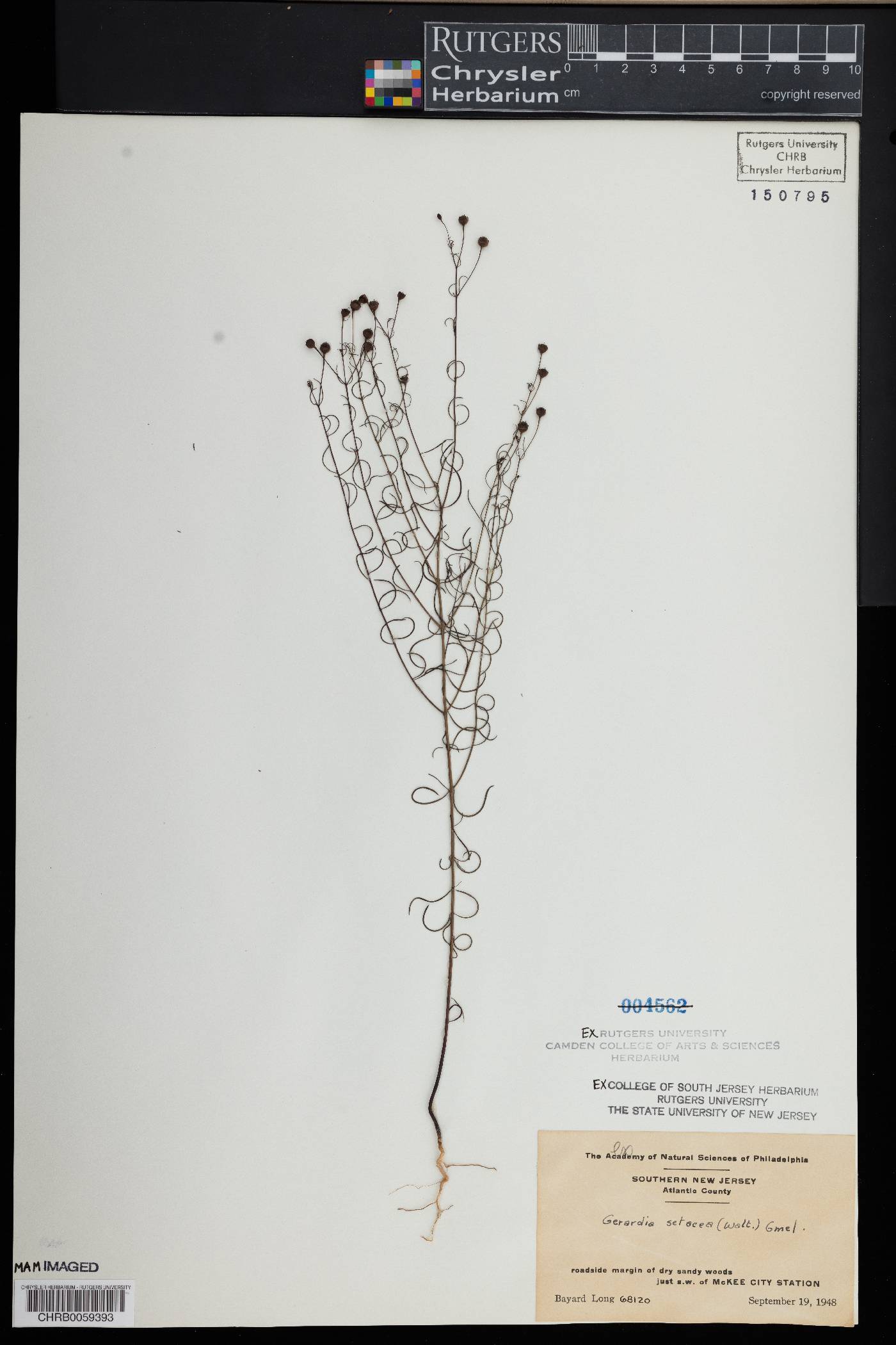 Agalinis setacea image