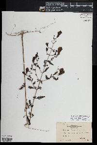 Aureolaria pedicularia image