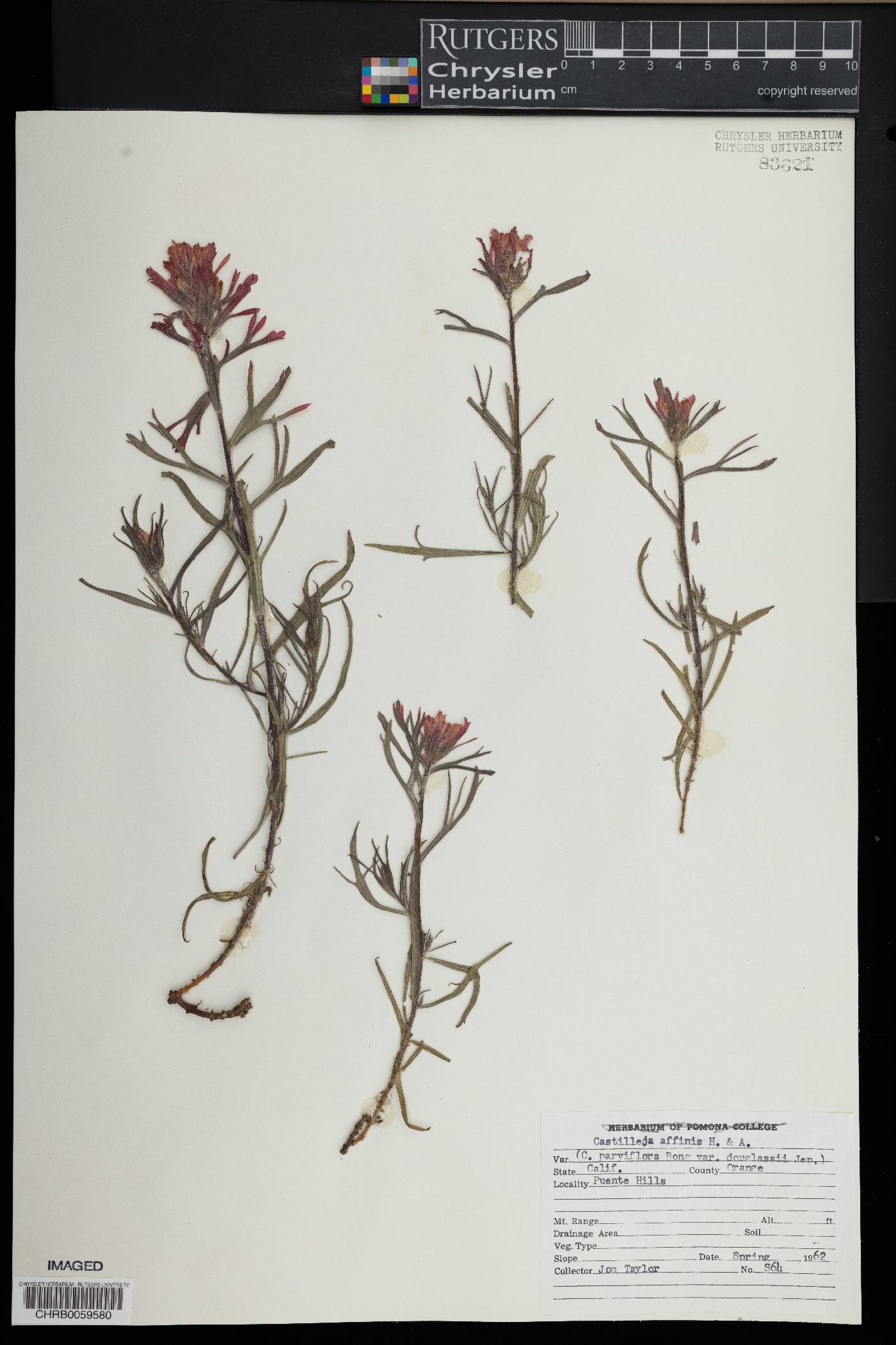 Castilleja affinis image