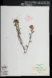 Castilleja coccinea image