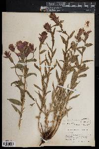 Castilleja rhexiifolia image