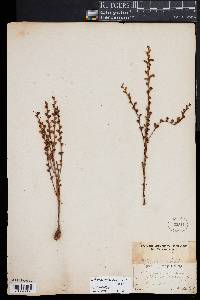 Epifagus virginiana image