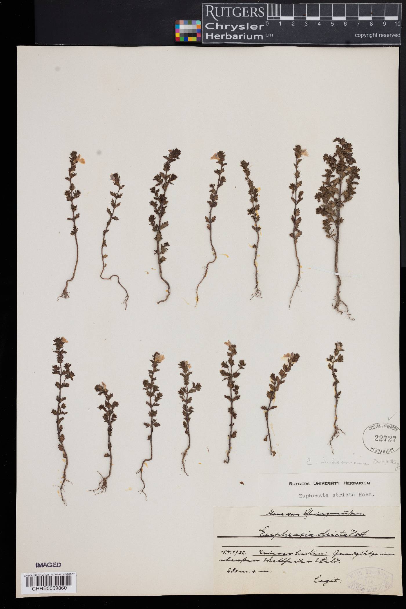 Euphrasia hudsoniana image