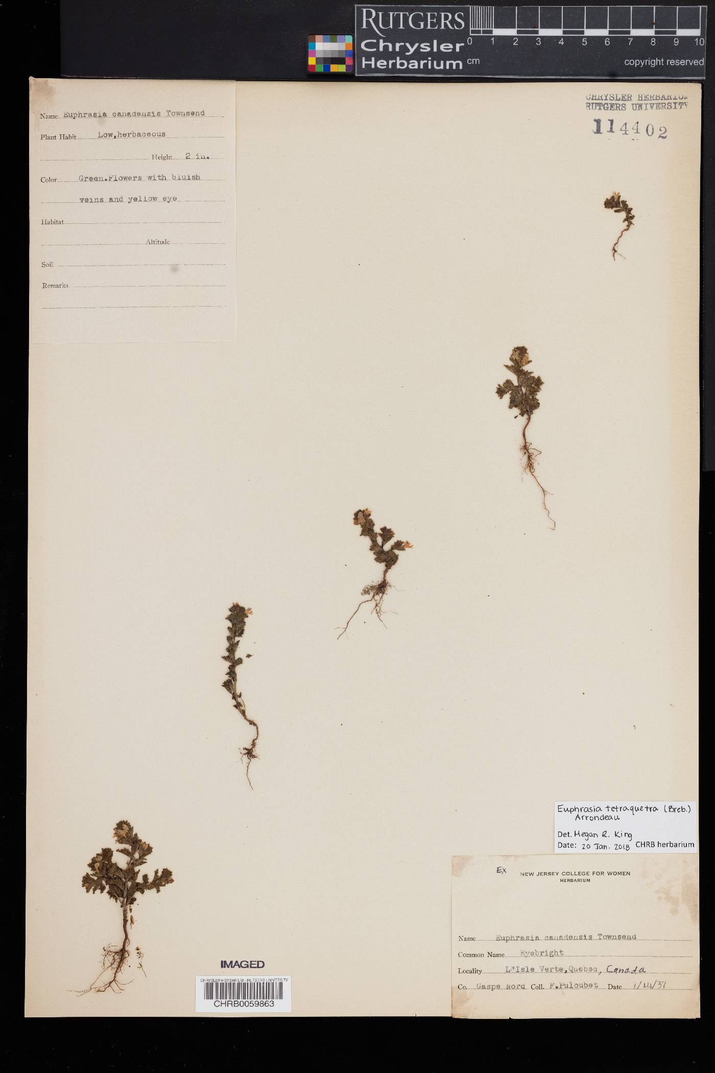 Euphrasia tetraquetra image