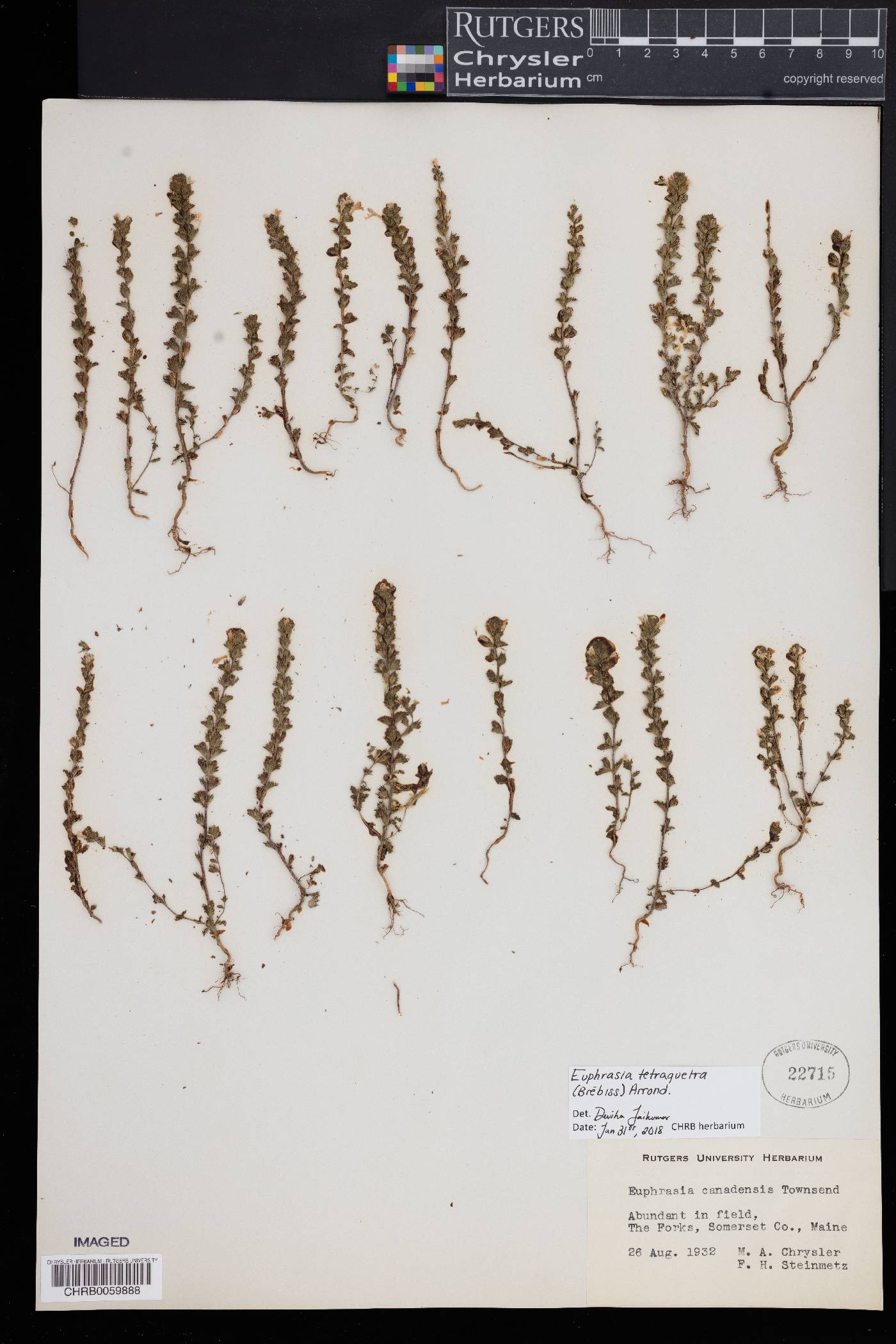 Euphrasia tetraquetra image