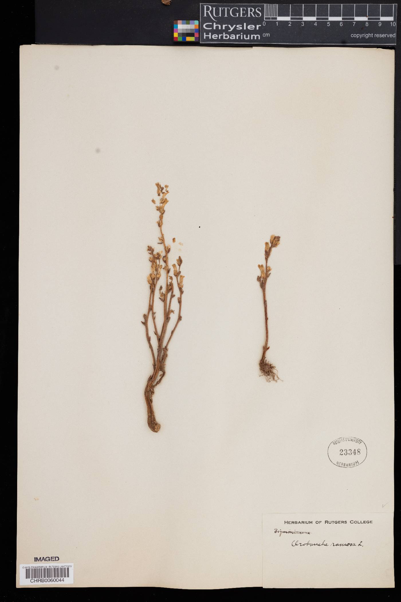Orobanche ramosa image