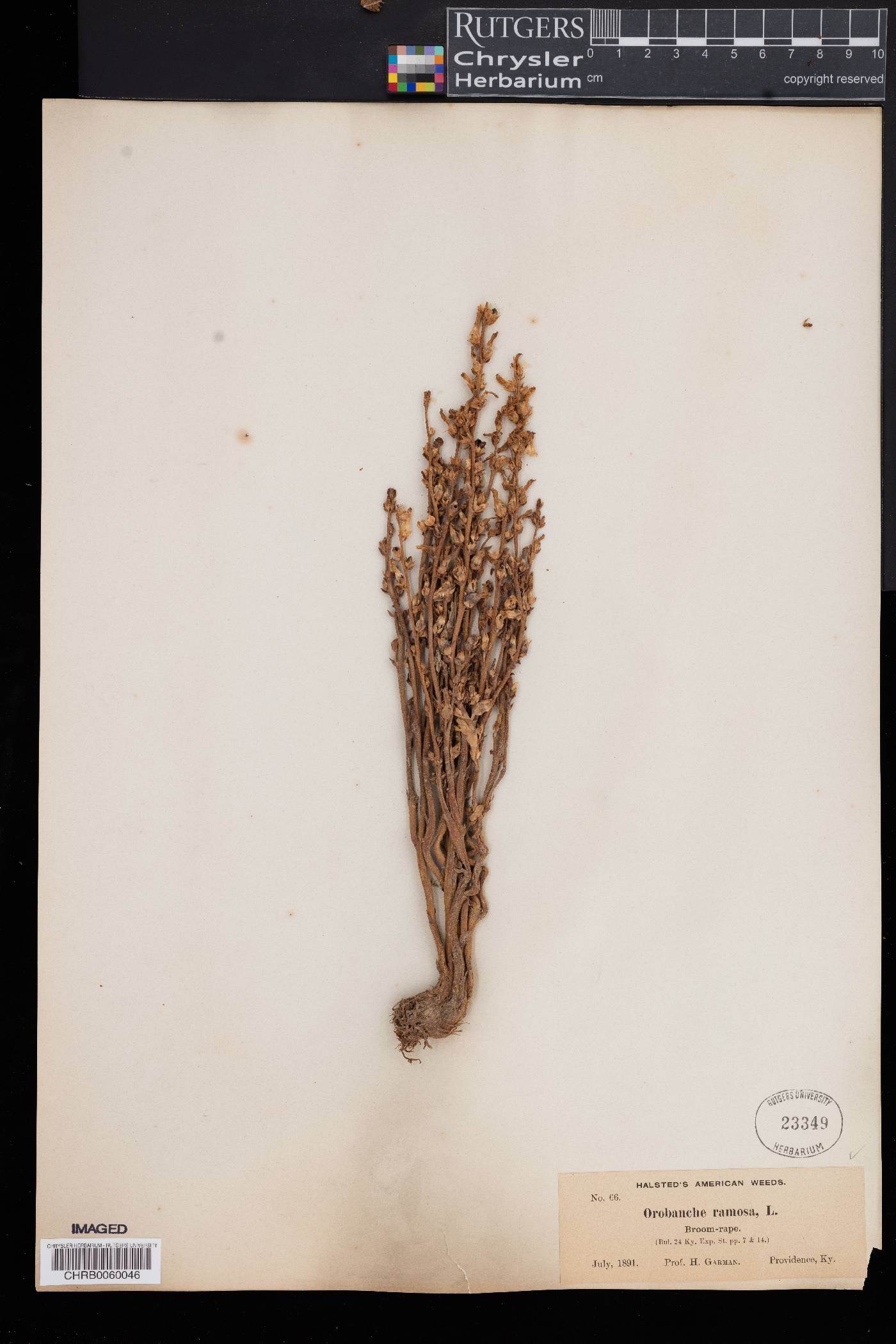 Orobanche ramosa image
