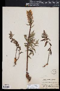 Pedicularis bracteosa image