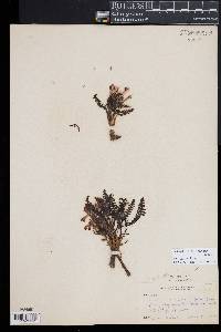 Pedicularis centranthera image