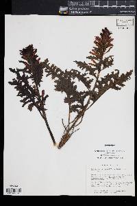 Pedicularis densiflora image