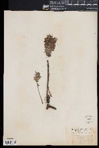 Image of Pedicularis foliosa