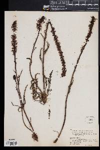 Pedicularis groenlandica image