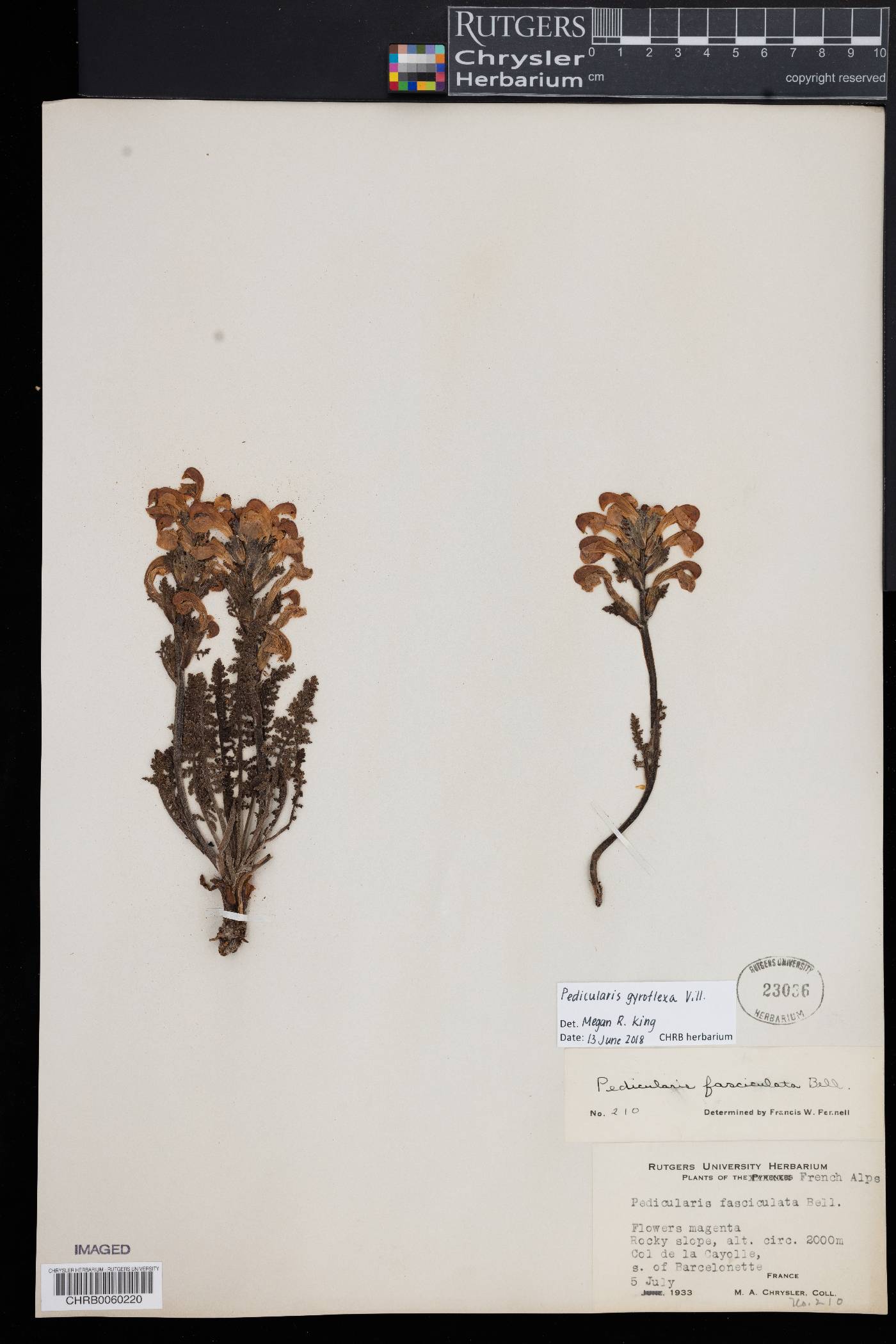 Pedicularis gyroflexa image