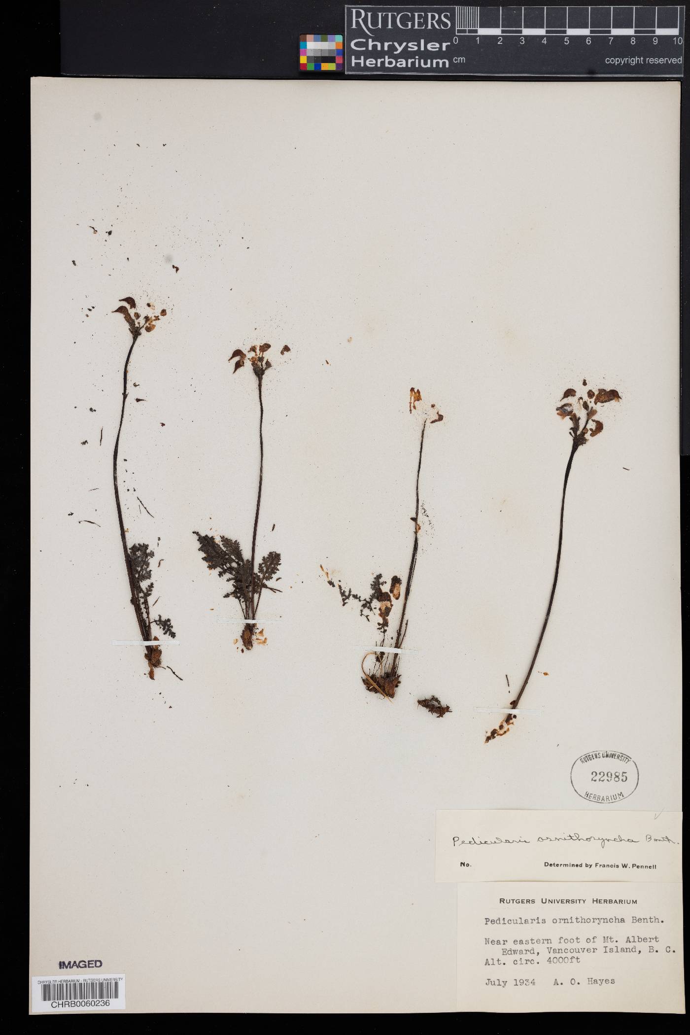 Pedicularis ornithorhyncha image