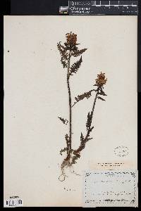 Pedicularis recutita image