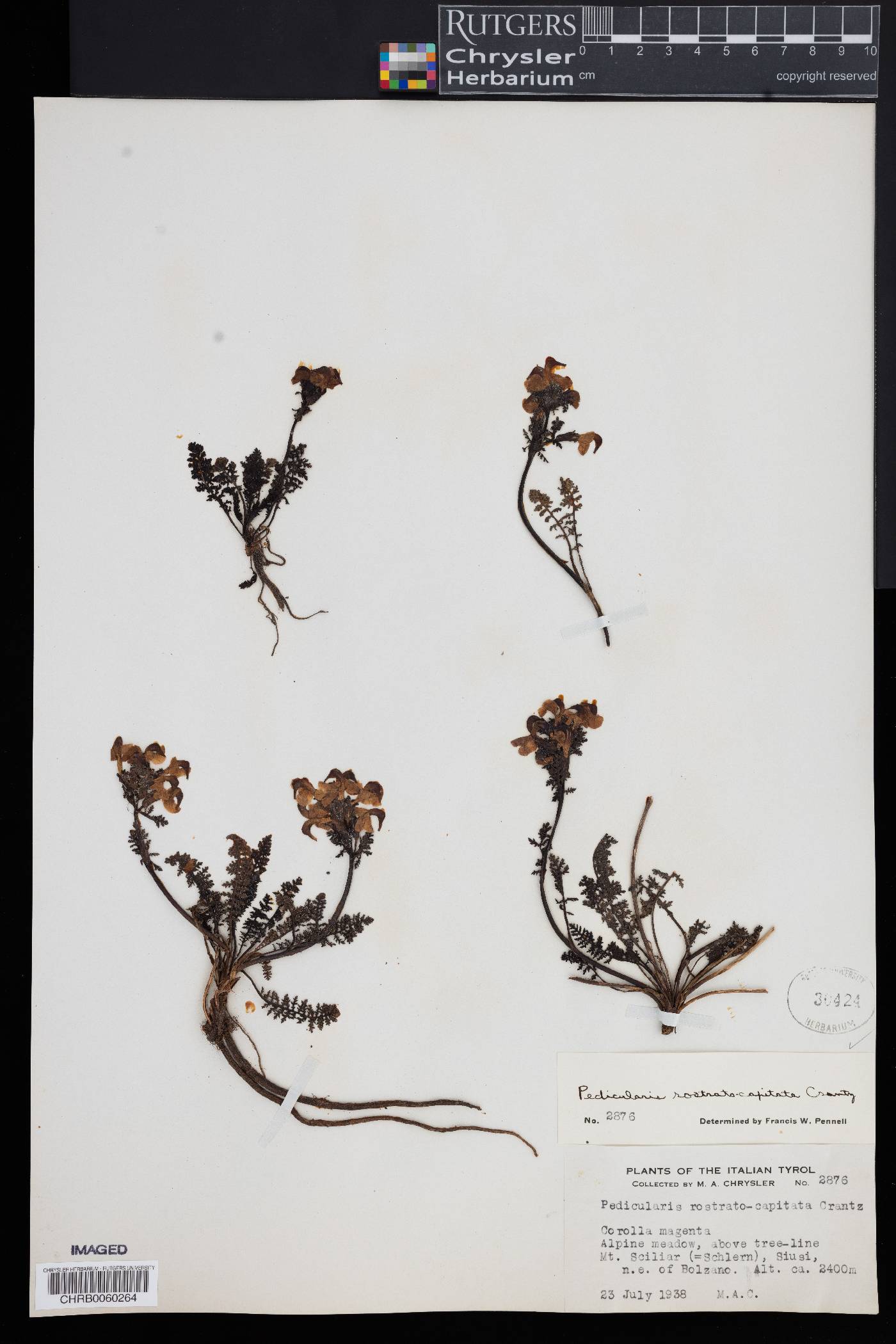 Pedicularis rostratocapitata image