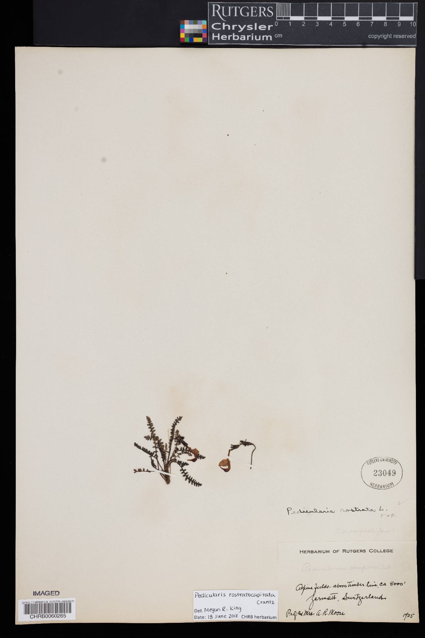 Pedicularis rostratocapitata image