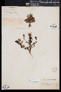 Pedicularis sylvatica image