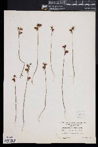 Utricularia cornuta image