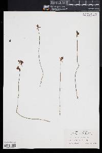 Utricularia cornuta image