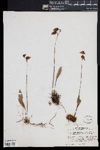 Utricularia endresii image