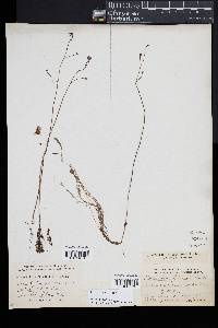 Utricularia gibba image