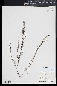 Utricularia gibba image