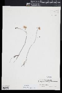 Utricularia gibba image