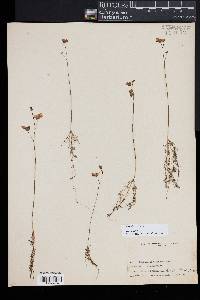 Utricularia gibba image