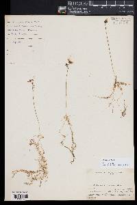 Utricularia gibba image