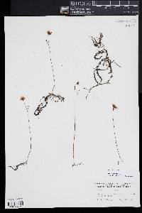 Utricularia gibba image