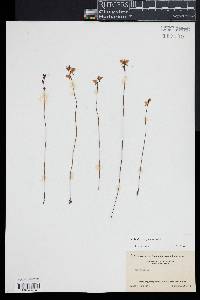 Utricularia juncea image