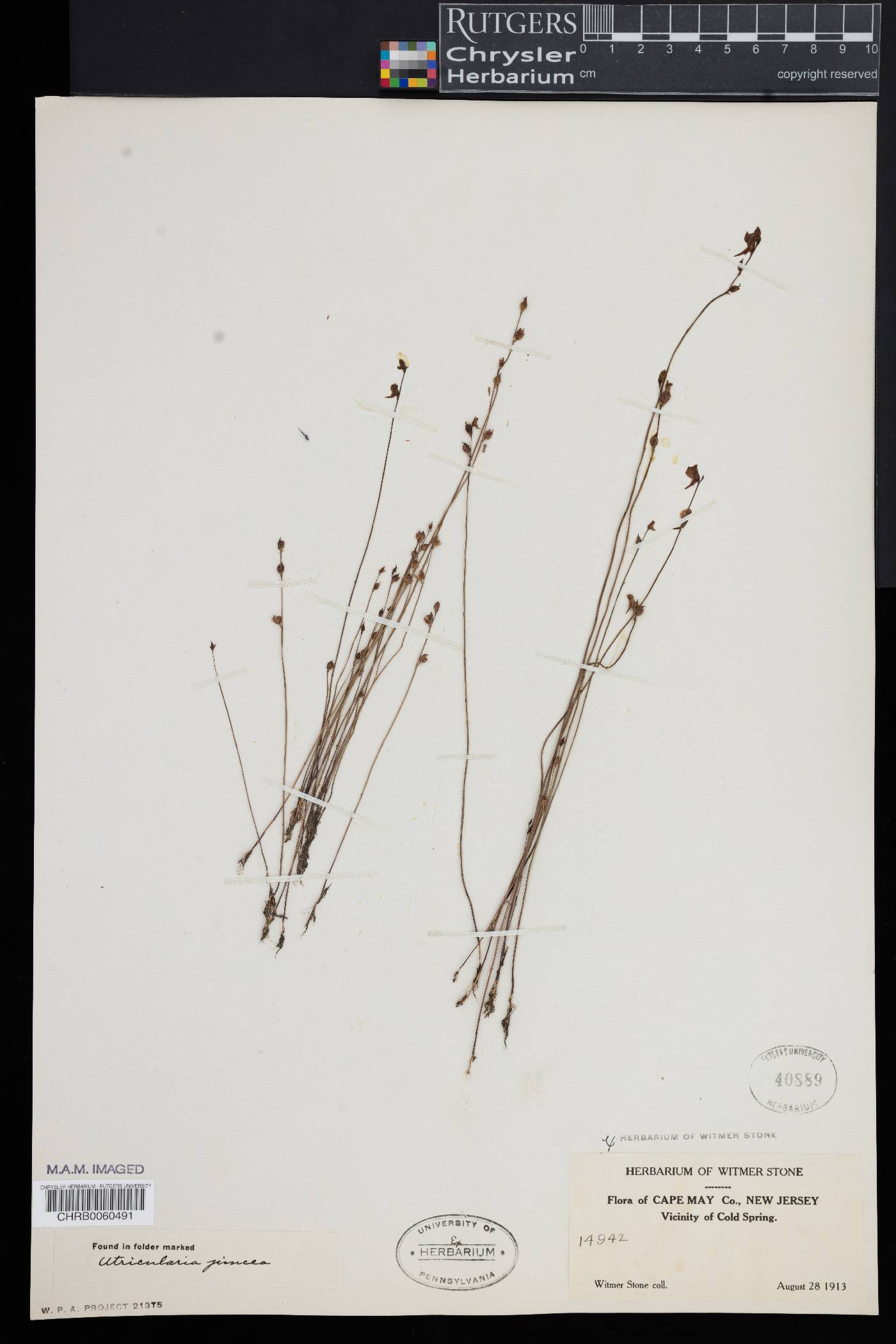 Utricularia juncea image