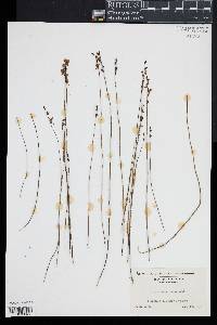 Utricularia juncea image