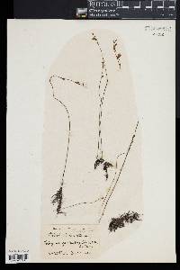 Utricularia juncea image