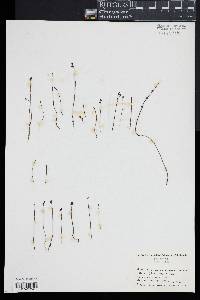 Utricularia juncea image