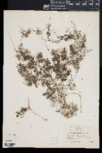 Utricularia purpurea image