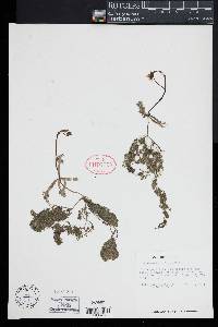 Utricularia radiata image