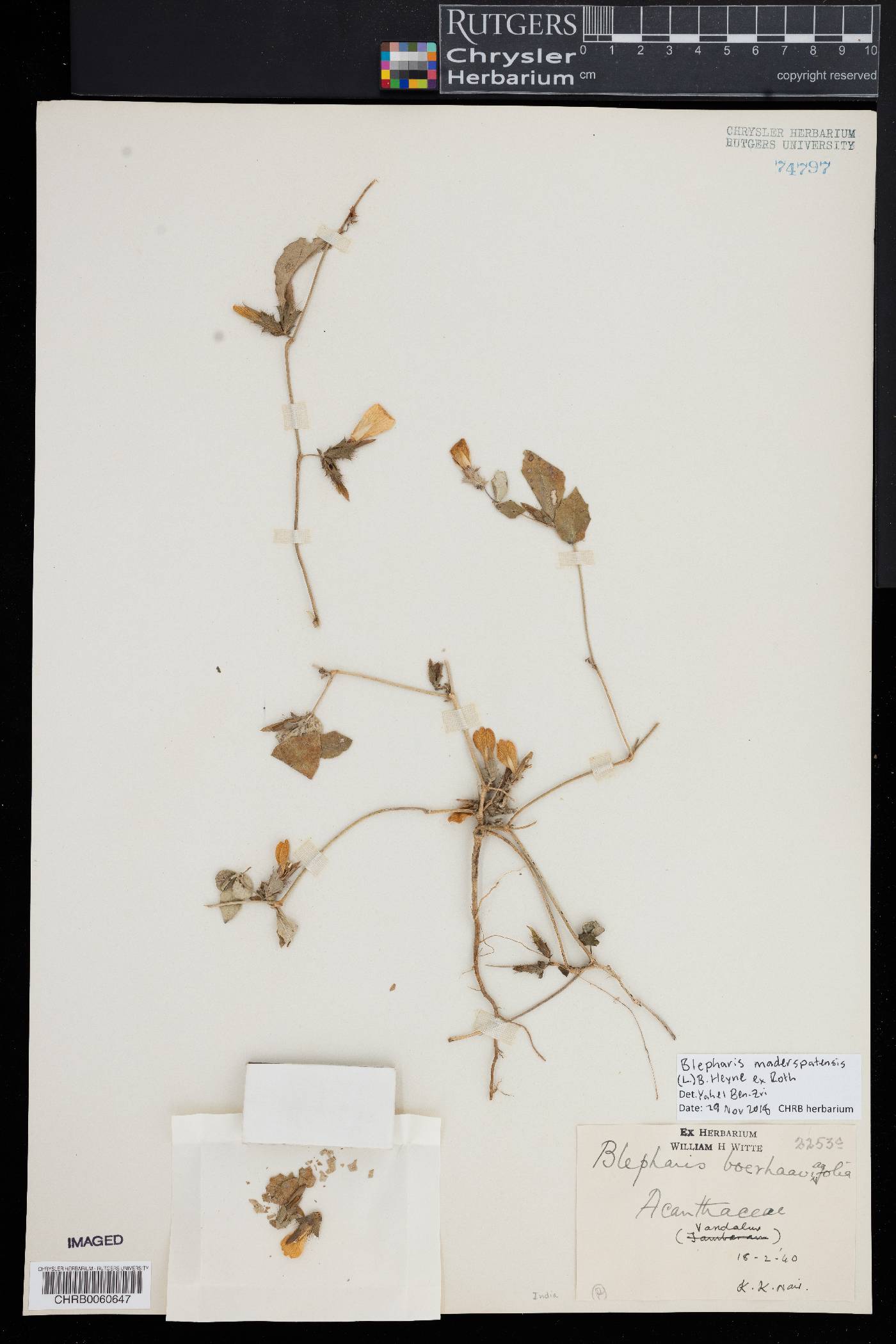 Blepharis maderaspatensis image