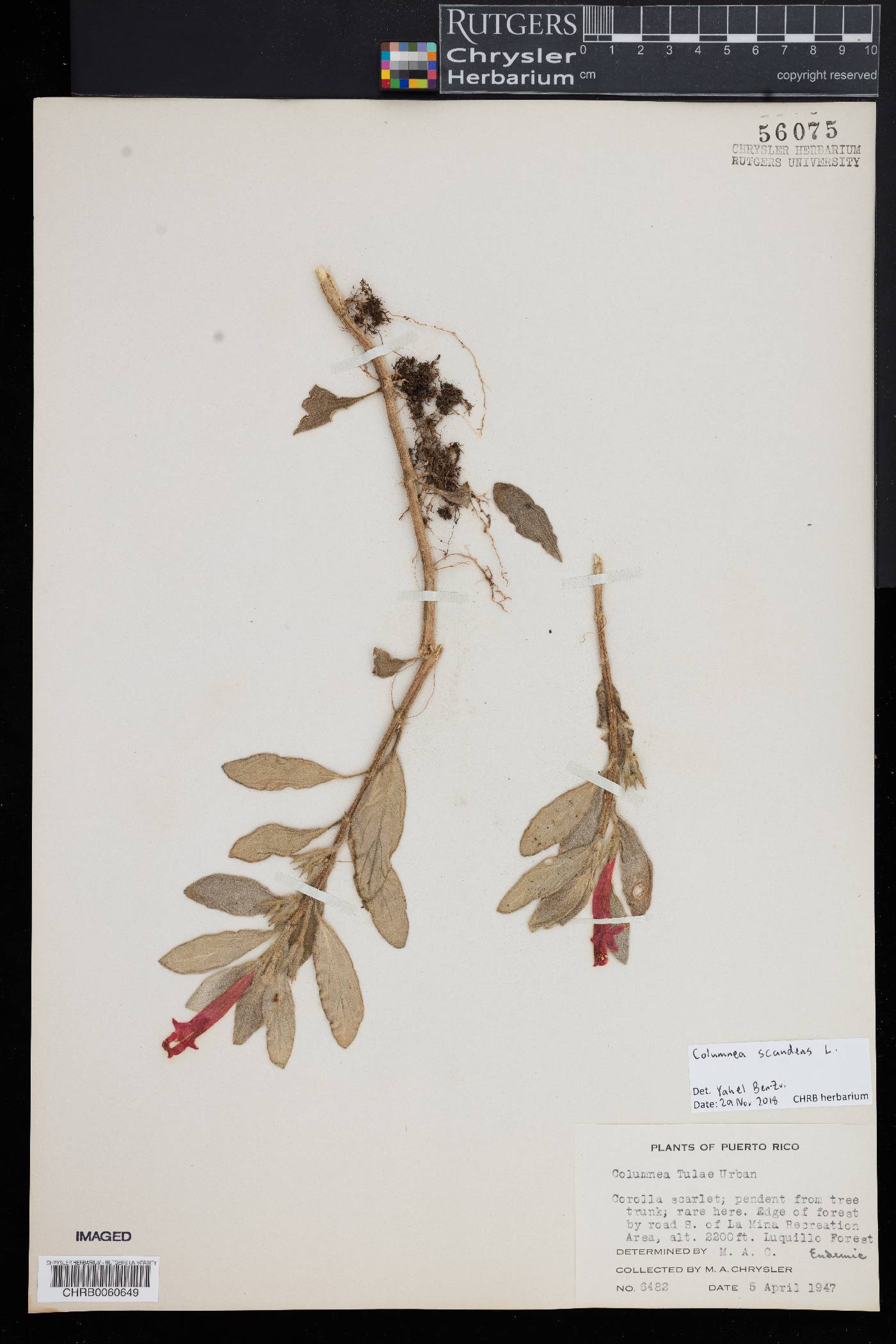 Columnea scandens image
