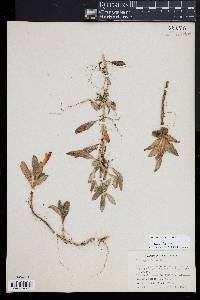 Columnea scandens image