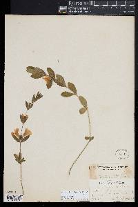 Dyschoriste oblongifolia image