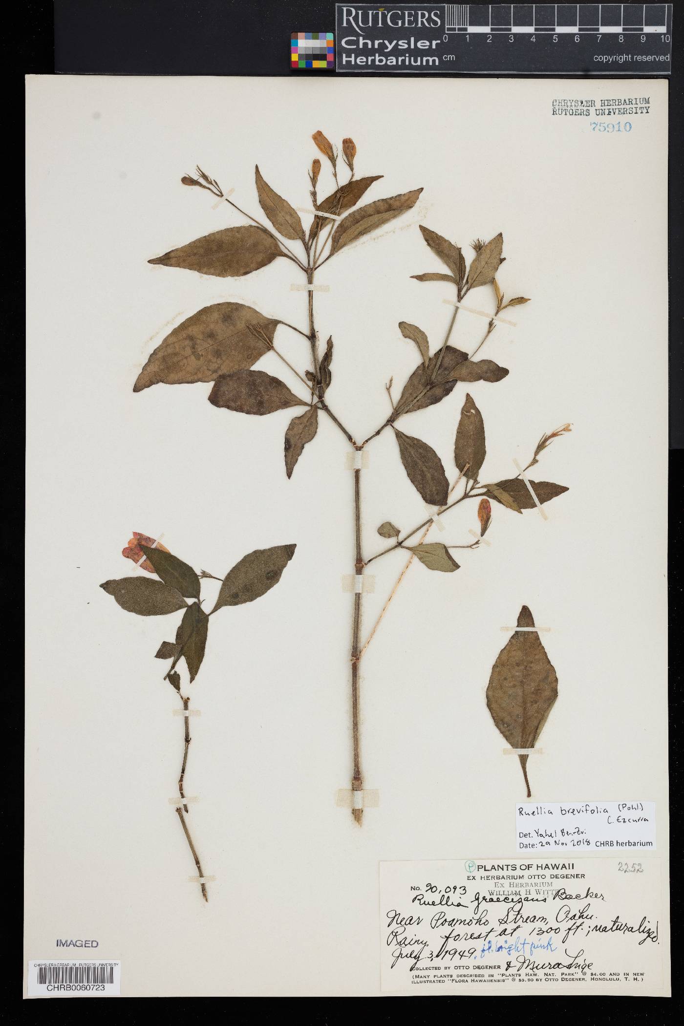 Ruellia brevifolia image